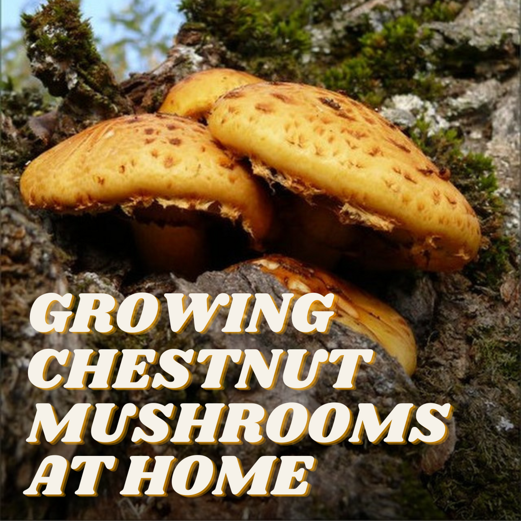 Growing Chestnut Mushrooms at Home