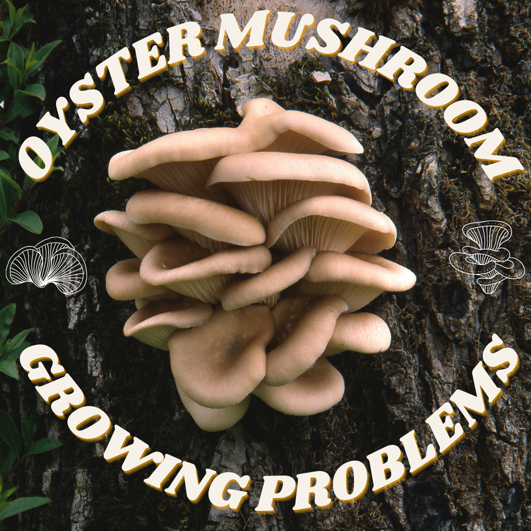 Oyster Mushroom Growing Problems - fungicultureco