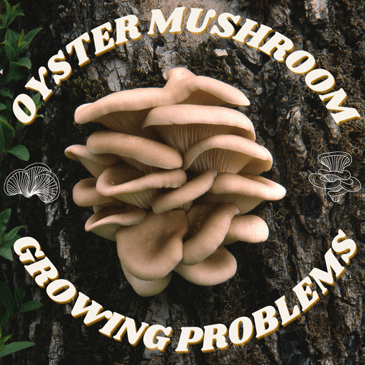 Oyster Mushroom Growing Problems - fungicultureco