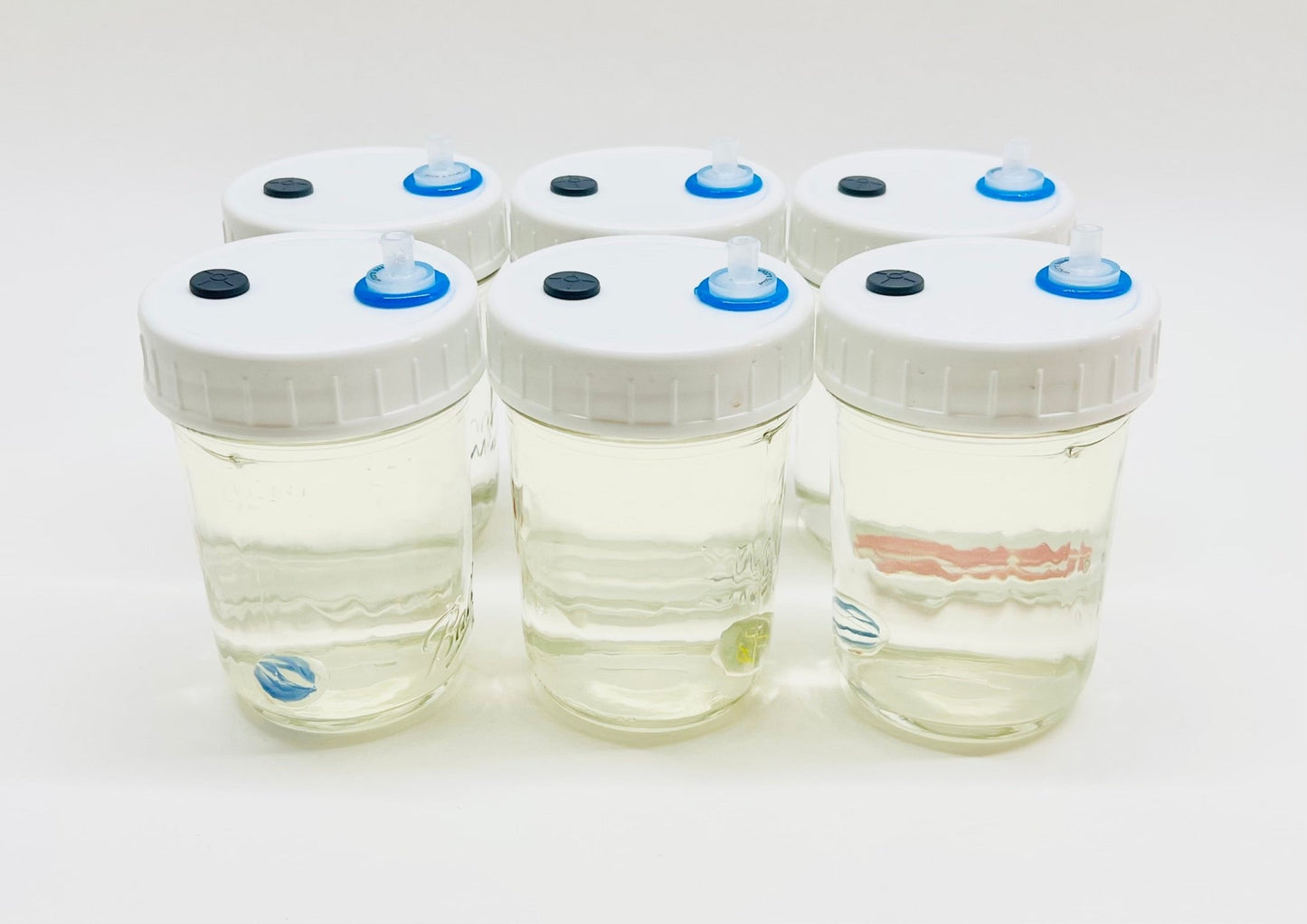 Liquid Culture Solution for Mushrooms - 6 Half Pint Jars - Sterilized - Silicone Seal - PTFE 0.22um Syringe Filter - Marble Mixer - fungicultureco
