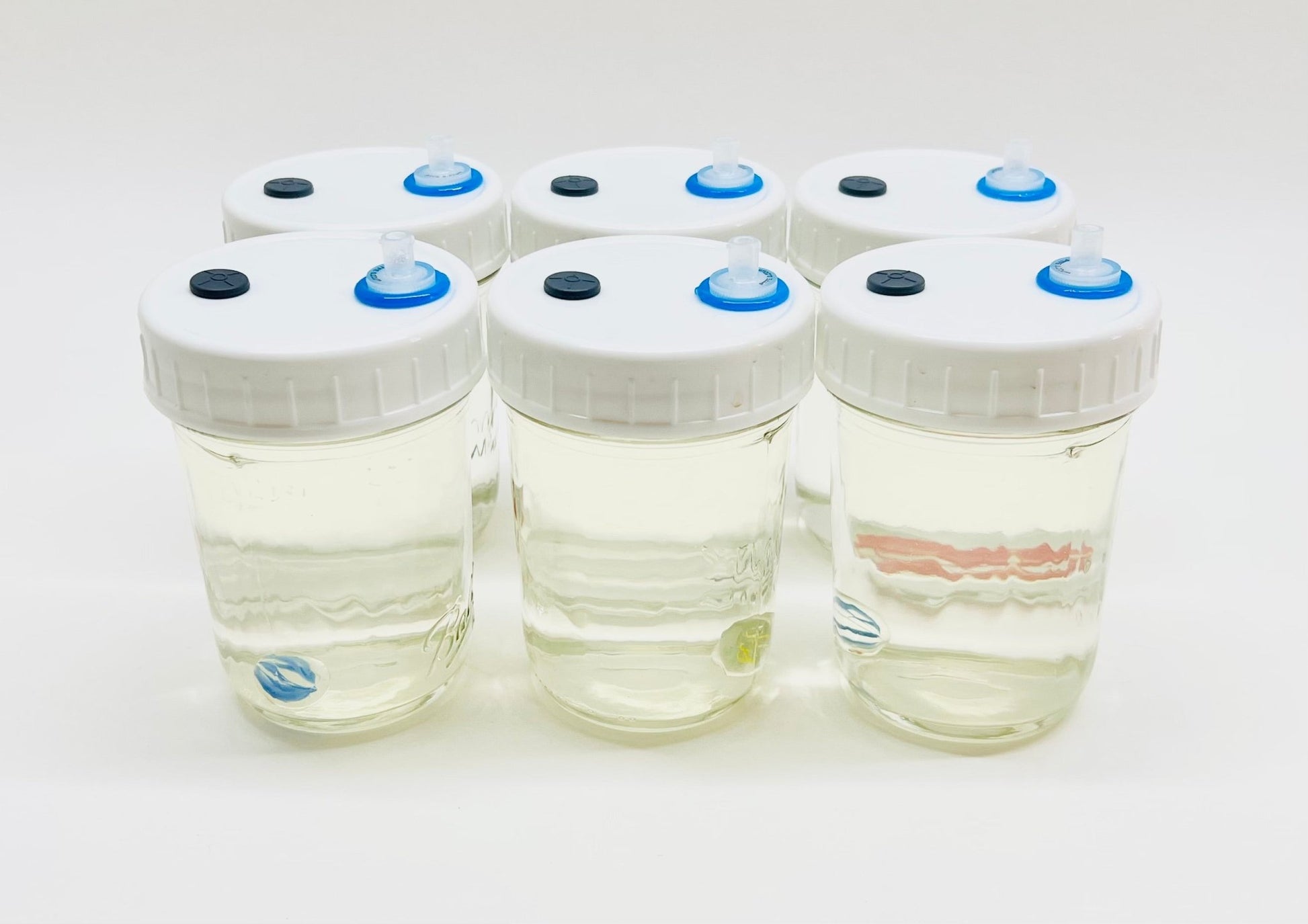 Liquid Culture Solution for Mushrooms - 6 Half Pint Jars - Sterilized - Silicone Seal - PTFE 0.22um Syringe Filter - Marble Mixer - fungicultureco