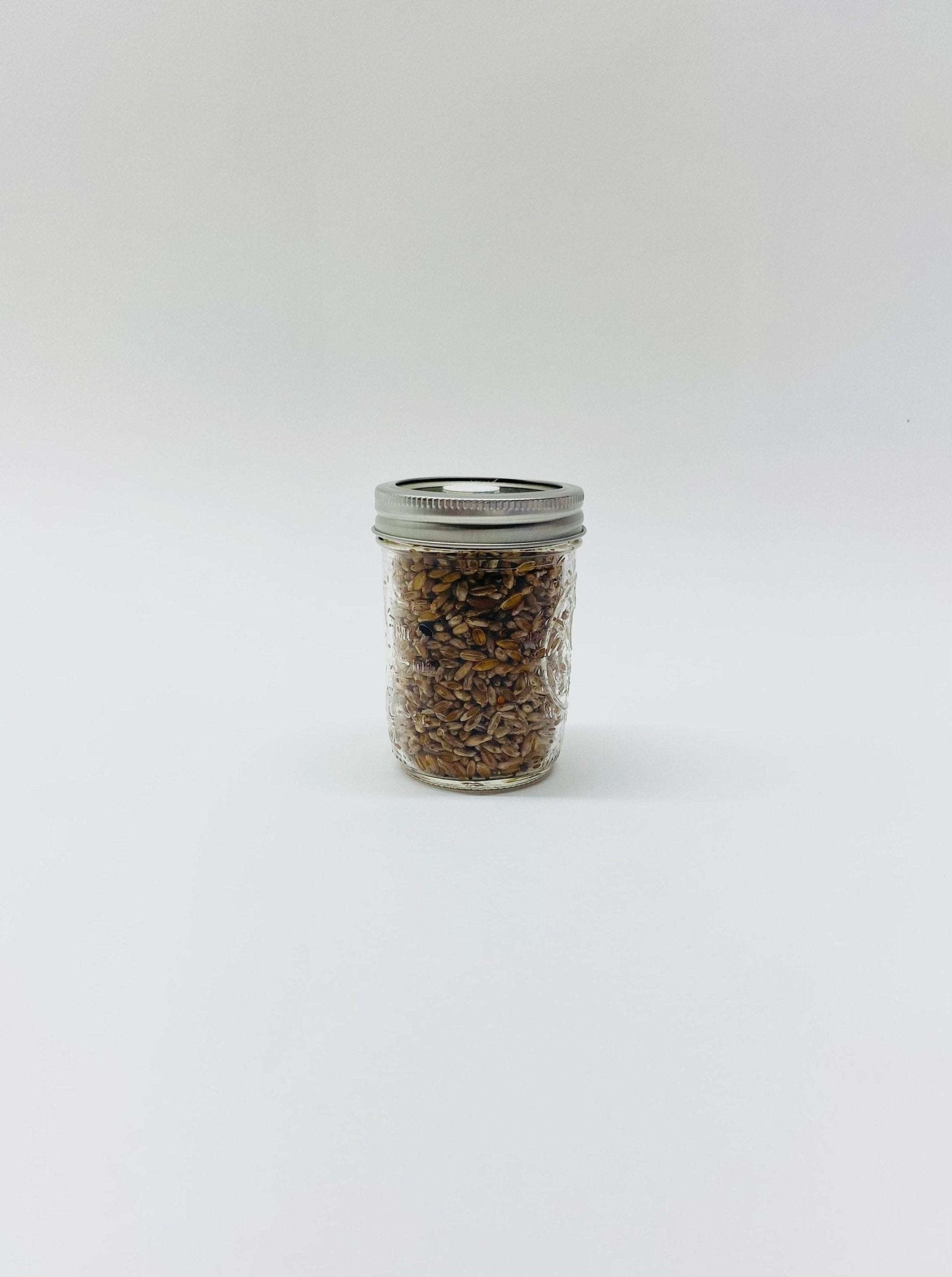 Organic Rye Berries - Mushroom Grain Spawn Substrate - 12 Half - Pint Jars - Sterilized - fungicultureco