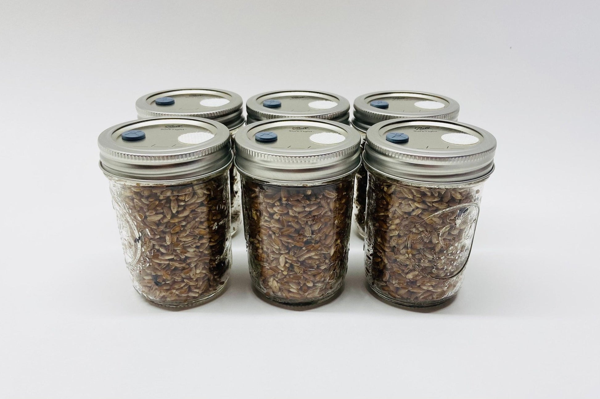 Organic Rye Berries - Mushroom Grain Spawn Substrate - 6 Half - Pint Jars - Sterilized - fungicultureco