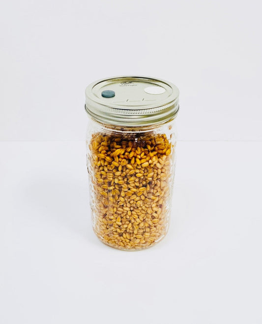 Organic Wheat Berries - Mushroom Grain Spawn Substrate - Quart Jar - Organic - Sterilized - fungicultureco