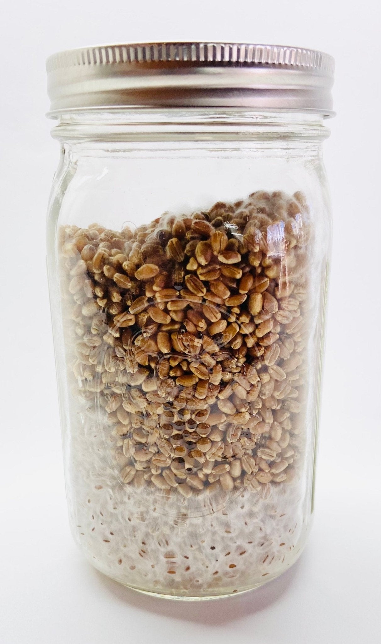 Organic Wheat Berries - Mushroom Grain Spawn Substrate - Quart Jar - Organic - Sterilized - fungicultureco