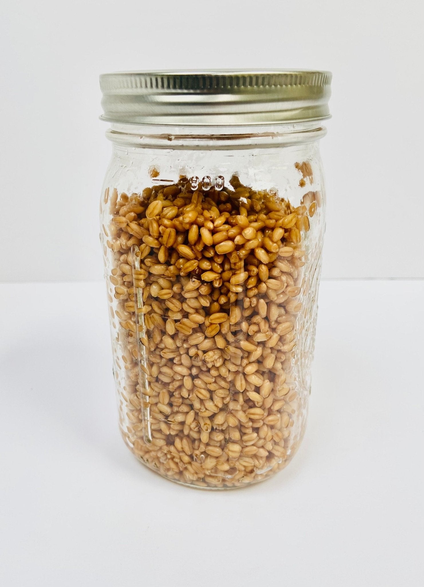 Organic Wheat Berries - Mushroom Grain Spawn Substrate - Quart Jar - Organic - Sterilized - fungicultureco