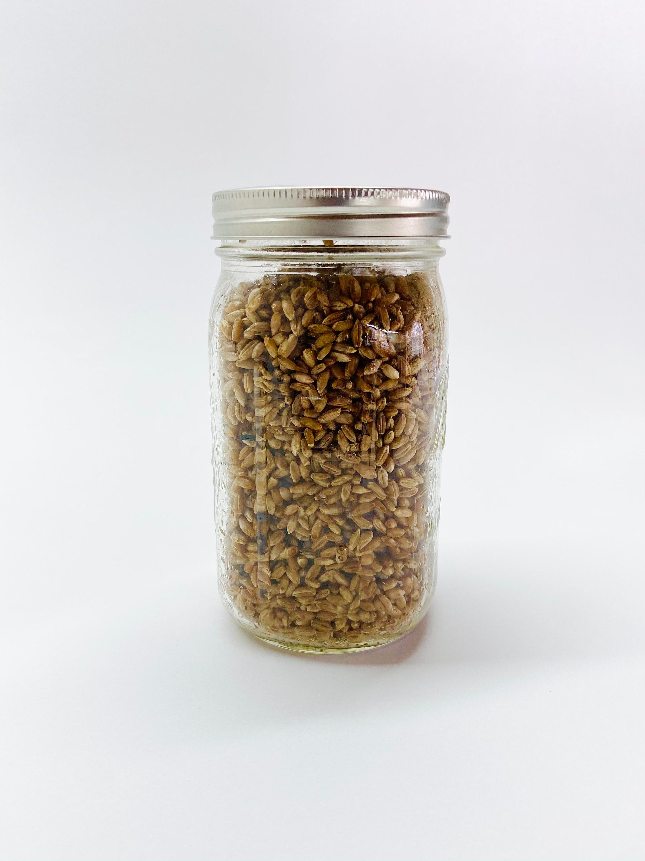 Organic Rye Berries - Mushroom Grain Spawn Substrate - Quart Jar