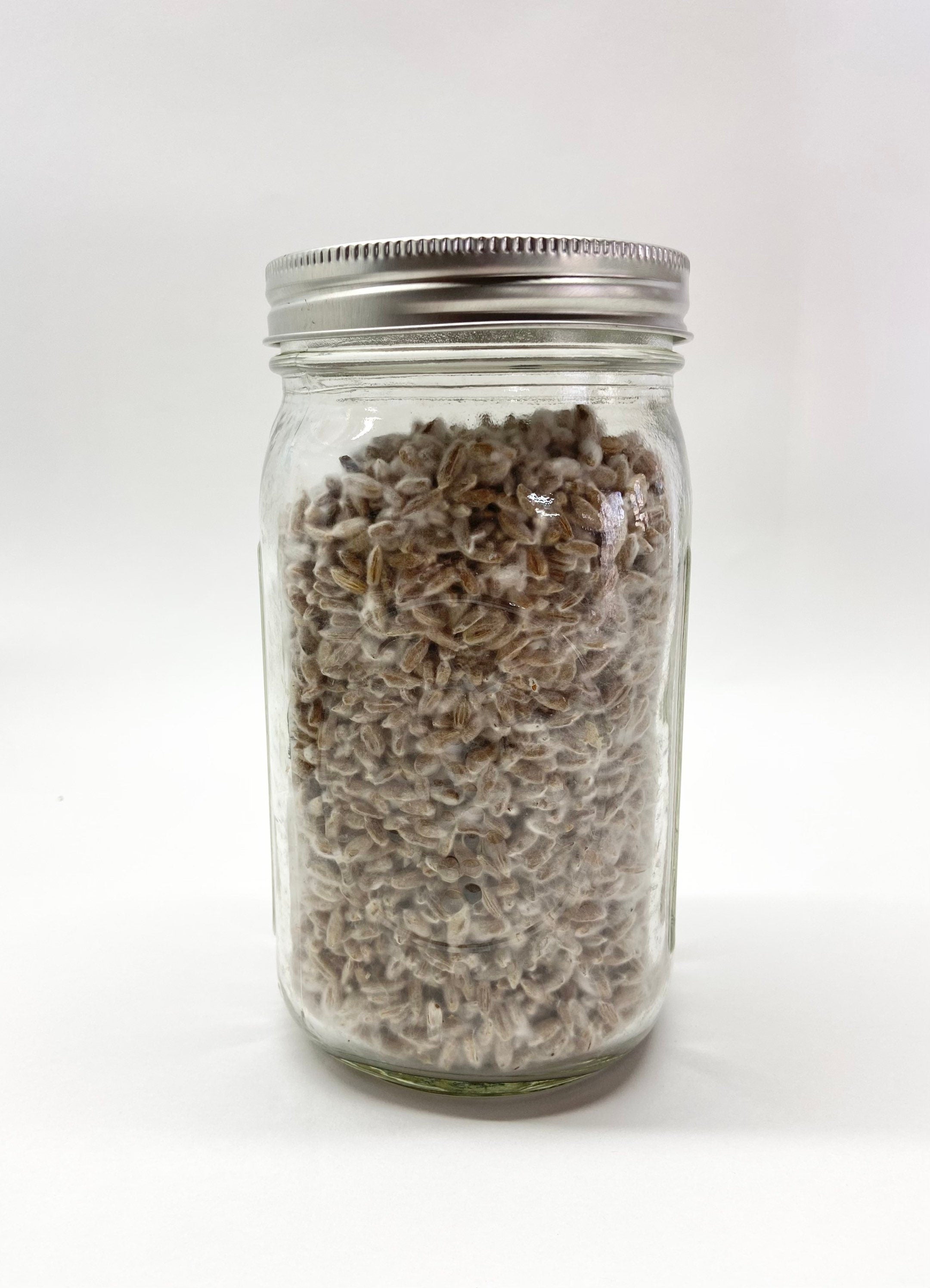 Sterilized Rye Berry Quart Jar Ready For Inoculation